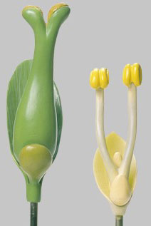 Male and female Willow Flower